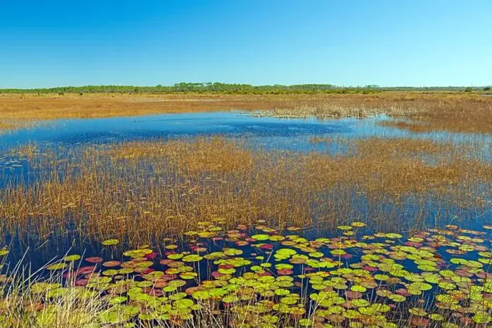 Framed Print : Grasses and Lily Pads in a Wildlife Refuge in St Marks National Widlife Refuge in Florida Framed Print : Grasses and Lily Pads in a Wildlife Refuge in St Marks National Widlife Refuge in Florida
