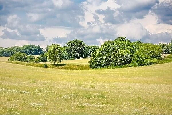 Grassland and meadow field landscape. Green nature scenery