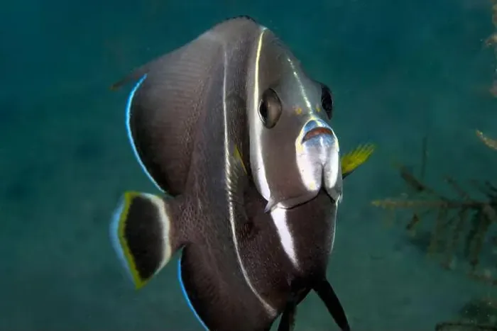 Framed Print : A Gray Angelfish (Pomacanthus arcuatus) in the sub-adult phase in Florida, USA Framed Print : A Gray Angelfish (Pomacanthus arcuatus) in the sub-adult phase in Florida, USA