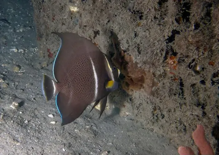 Framed Print : A Gray Angelfish (Pomacanthus arcuatus) in the sub-adult phase in Florida, USA Framed Print : A Gray Angelfish (Pomacanthus arcuatus) in the sub-adult phase in Florida, USA