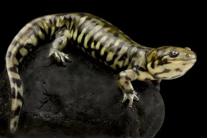 Framed Print : Gray barred tiger salamander (Ambystoma maevortium diabolo) Framed Print : Gray barred tiger salamander (Ambystoma maevortium diabolo)