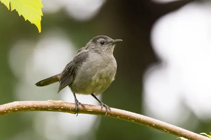 Framed Print : gray catbird (Dumetella carolinensis) Framed Print : gray catbird (Dumetella carolinensis)