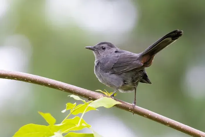 Framed Print : gray catbird (Dumetella carolinensis) Framed Print : gray catbird (Dumetella carolinensis)