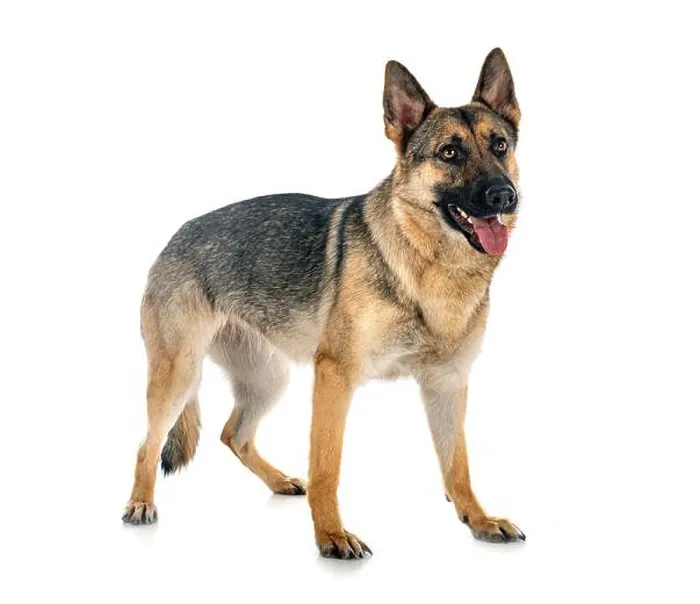 Framed Print : gray german shepherd in front of white background