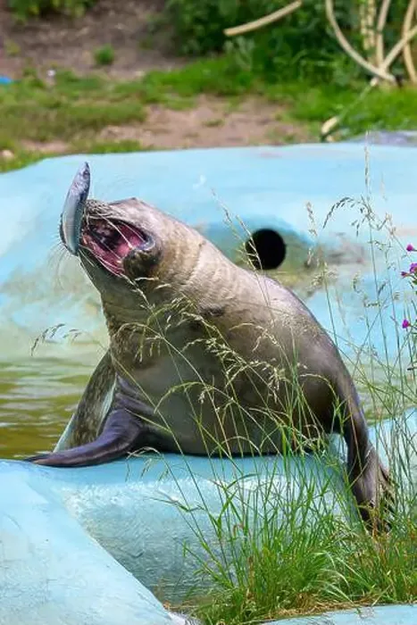 Framed Print : A gray, grey, seal catching a fish in a blue murky water pool, zoo environment, seal sanctuary Framed Print : A gray, grey, seal catching a fish in a blue murky water pool, zoo environment, seal sanctuary