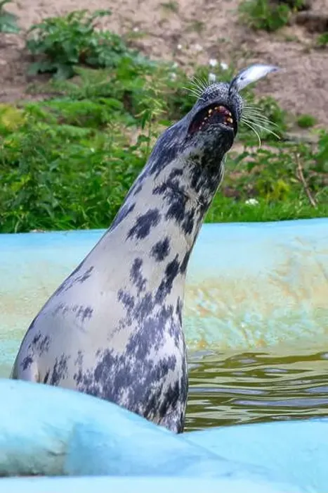 Framed Print : A gray, grey, seal with spotted markings catching a fish, zoo environment, water pool Framed Print : A gray, grey, seal with spotted markings catching a fish, zoo environment, water pool