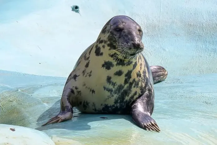 Framed Print : A gray, grey, seal with spotted markings lying on a blue surface in a zoo environment Framed Print : A gray, grey, seal with spotted markings lying on a blue surface in a zoo environment
