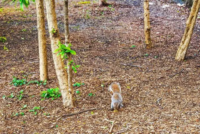 Framed Print : Gray squirrel eating food on ground covered with wood chips among trees in Central Park. New York. USA Framed Print : Gray squirrel eating food on ground covered with wood chips among trees in Central Park. New York. USA
