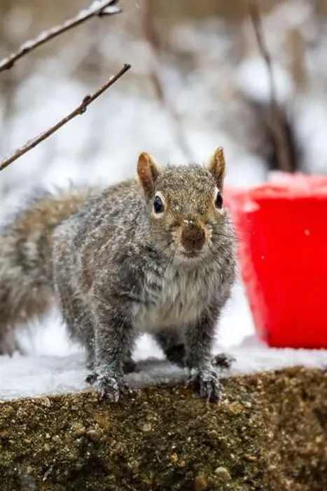 Framed Print : Gray Squirrel looks at the camera while it snows Framed Print : Gray Squirrel looks at the camera while it snows