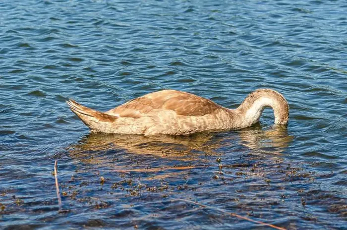 Framed Print : Gray swan on dark water dives in search of food in shallow river. Feeding waterfowl in nature Framed Print : Gray swan on dark water dives in search of food in shallow river. Feeding waterfowl in nature