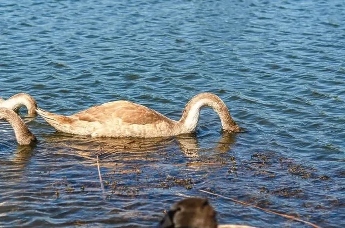 Framed Print : Gray swan on dark water dives in search of food in shallow river. Feeding waterfowl in nature Framed Print : Gray swan on dark water dives in search of food in shallow river. Feeding waterfowl in nature