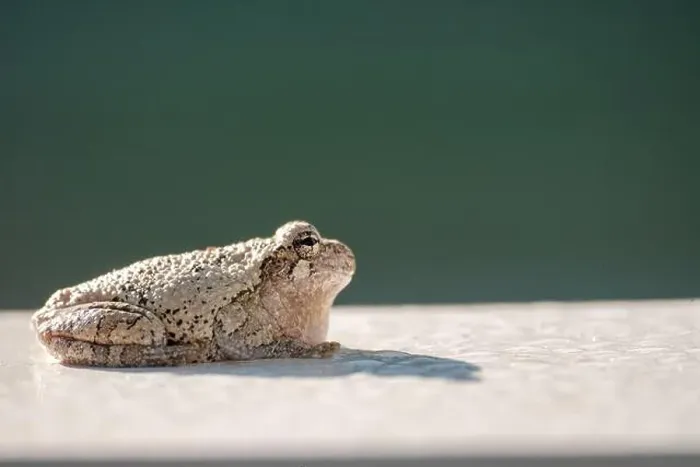 Framed Print : Gray treefrog catches sun on white surface