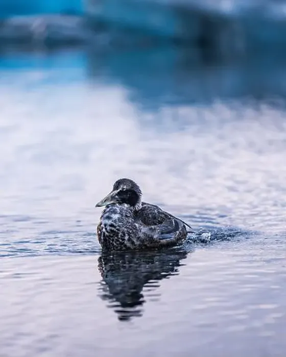 Framed Print : A gray and white duck swimming near icebergs in the water Framed Print : A gray and white duck swimming near icebergs in the water