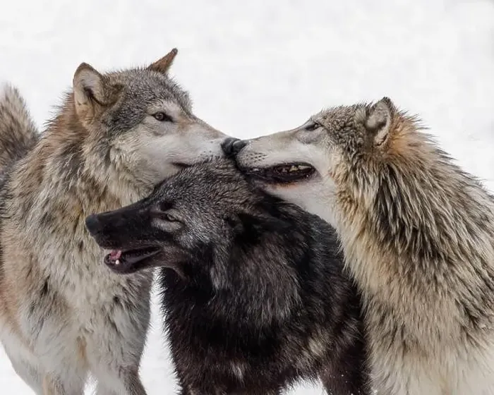 Framed Print : The gray wolf or grey wolf is native to Eurasia and N America Framed Print : The gray wolf or grey wolf is native to Eurasia and N America
