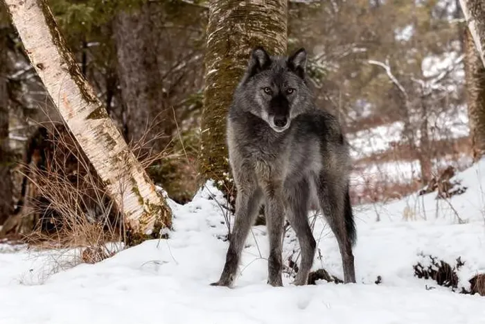Framed Print : The gray wolf or grey wolf is native to Eurasia and N America Framed Print : The gray wolf or grey wolf is native to Eurasia and N America