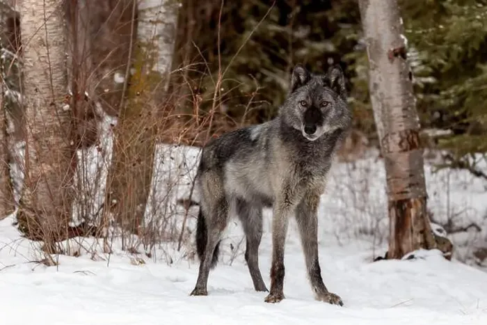 Framed Print : The gray wolf or grey wolf is native to Eurasia and N America Framed Print : The gray wolf or grey wolf is native to Eurasia and N America