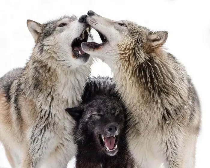 Framed Print : The gray wolf or grey wolf is native to Eurasia and N America Framed Print : The gray wolf or grey wolf is native to Eurasia and N America