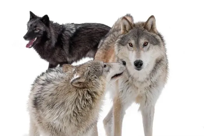 Framed Print : The gray wolf or grey wolf is native to Eurasia and N America Framed Print : The gray wolf or grey wolf is native to Eurasia and N America