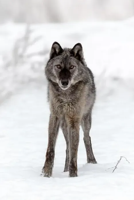 Framed Print : The gray wolf or grey wolf is native to Eurasia and N America Framed Print : The gray wolf or grey wolf is native to Eurasia and N America