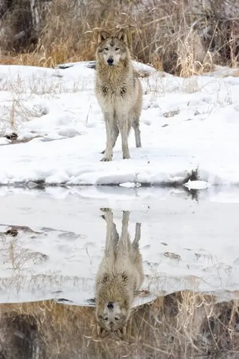 Framed Print : The gray wolf or grey wolf is native to Eurasia and N America Framed Print : The gray wolf or grey wolf is native to Eurasia and N America