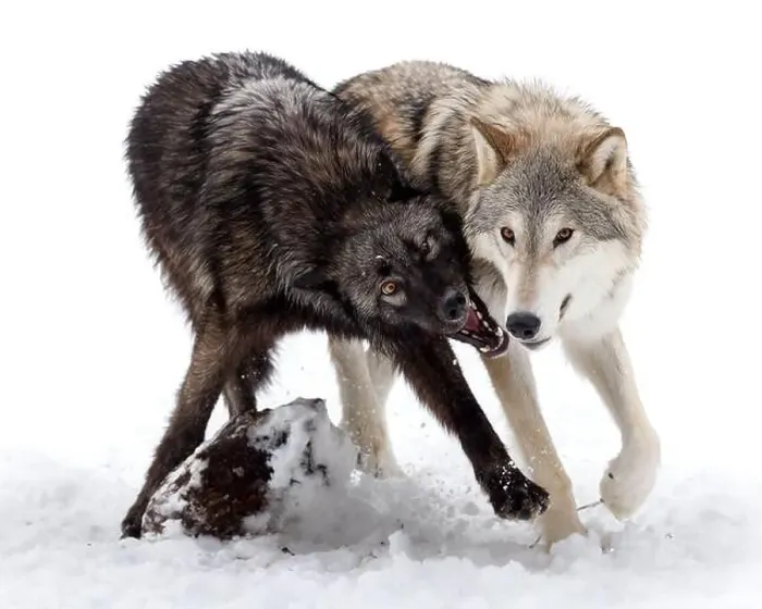 Framed Print : The gray wolf or grey wolf is native to Eurasia and N America Framed Print : The gray wolf or grey wolf is native to Eurasia and N America
