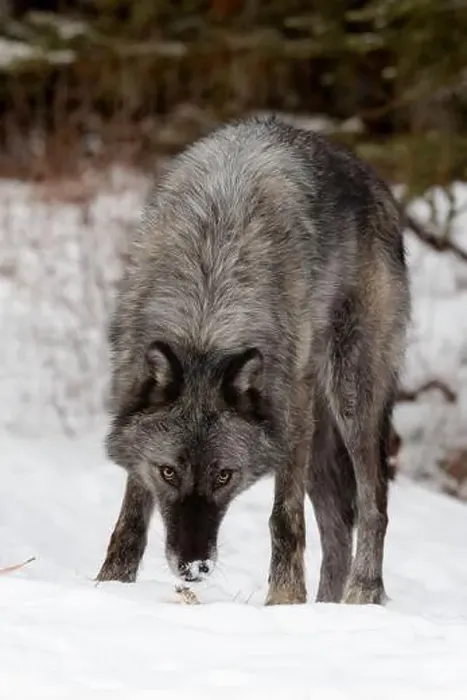 Framed Print : The gray wolf or grey wolf is native to Eurasia and N America Framed Print : The gray wolf or grey wolf is native to Eurasia and N America