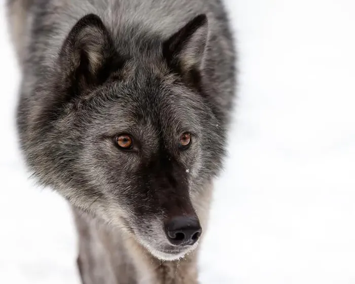 Framed Print : The gray wolf or grey wolf is native to Eurasia and N America Framed Print : The gray wolf or grey wolf is native to Eurasia and N America