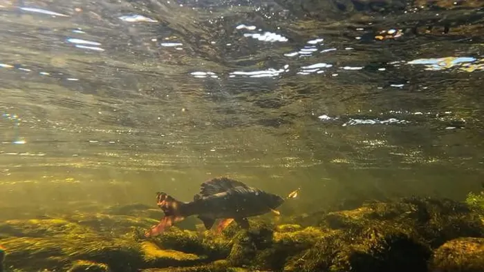 Framed Print : Grayling fighting underwater in shallow water Framed Print : Grayling fighting underwater in shallow water