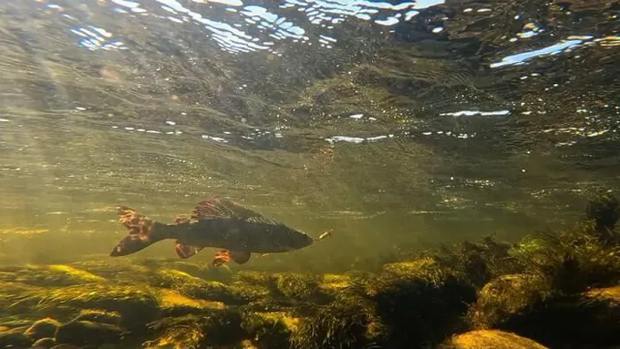 Framed Print : Grayling fighting underwater in shallow water