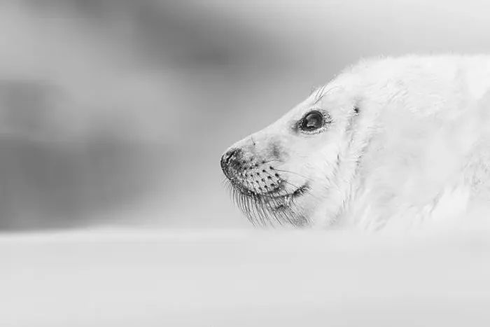 Framed Print : A grayscale shot a seal resting on snowy ground Framed Print : A grayscale shot a seal resting on snowy ground