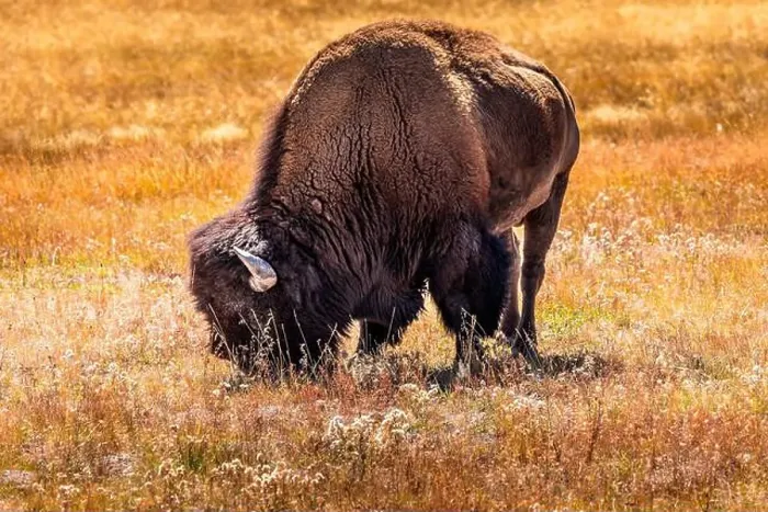 Framed Print : Grazing bison in the Yellowstone National Park, USA
