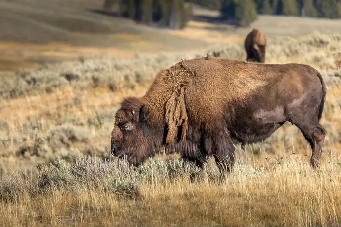 Framed Print : Grazing bison in the Yellowstone National Park, USA Framed Print : Grazing bison in the Yellowstone National Park, USA