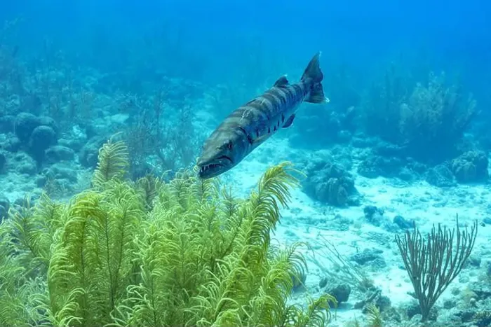Framed Print : A Great Barracuda or Sphyraena barracuda glides through the clear waters amidst vibrant sea flora in Bonaire's marine Framed Print : A Great Barracuda or Sphyraena barracuda glides through the clear waters amidst vibrant sea flora in Bonaire's marine
