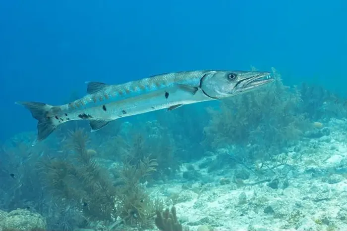 Framed Print : A Great Barracuda or Sphyraena barracuda navigates the serene underwater landscape of Bonaire Framed Print : A Great Barracuda or Sphyraena barracuda navigates the serene underwater landscape of Bonaire