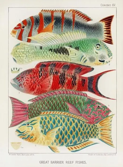 Framed Print : The Great Barrier Reef of Australia. A colorful plate of an antique book about corals and coral reefs Framed Print : The Great Barrier Reef of Australia. A colorful plate of an antique book about corals and coral reefs