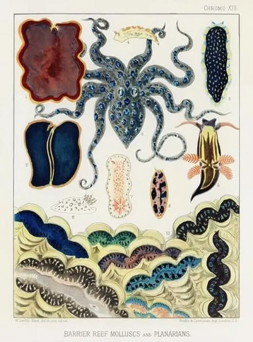 Framed Print : The Great Barrier Reef of Australia. A colorful plate of an antique book about corals and coral reefs Framed Print : The Great Barrier Reef of Australia. A colorful plate of an antique book about corals and coral reefs