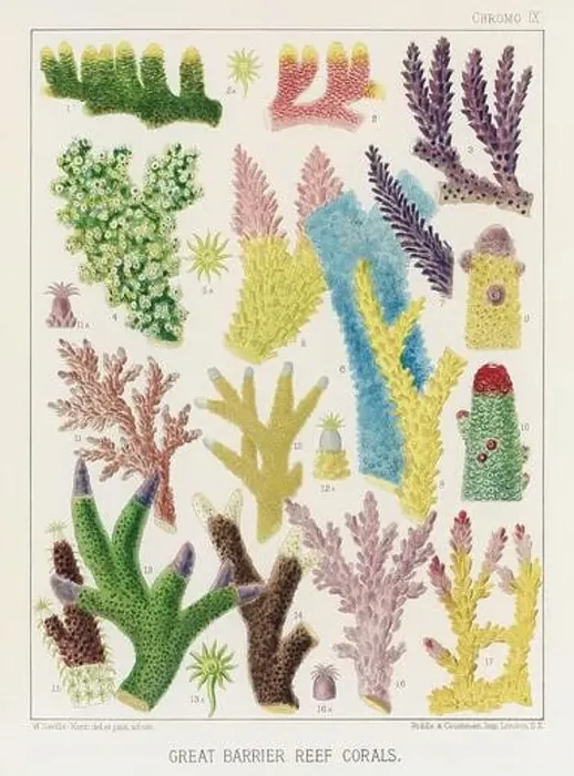 Framed Print : The Great Barrier Reef of Australia. A colorful plate of an antique book about corals and coral reefs Framed Print : The Great Barrier Reef of Australia. A colorful plate of an antique book about corals and coral reefs