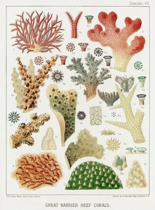 Framed Print : The Great Barrier Reef of Australia. A colorful plate of an antique book about corals and coral reefs Framed Print : The Great Barrier Reef of Australia. A colorful plate of an antique book about corals and coral reefs