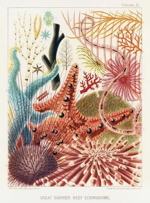Framed Print : The Great Barrier Reef of Australia. A colorful plate of an antique book about corals and coral reefs Framed Print : The Great Barrier Reef of Australia. A colorful plate of an antique book about corals and coral reefs