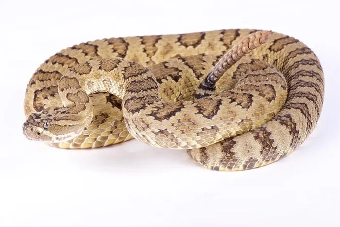 Framed Print : Great Basin rattlesnake, Crotalus oreganus lutosus Framed Print : Great Basin rattlesnake, Crotalus oreganus lutosus