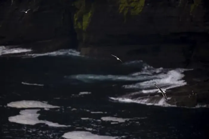 Framed Print : Great black-backed gull (Larus marinus) and fulmar (Fulmarus glacialis) flying off a moss-covered rocky coast Framed Print : Great black-backed gull (Larus marinus) and fulmar (Fulmarus glacialis) flying off a moss-covered rocky coast