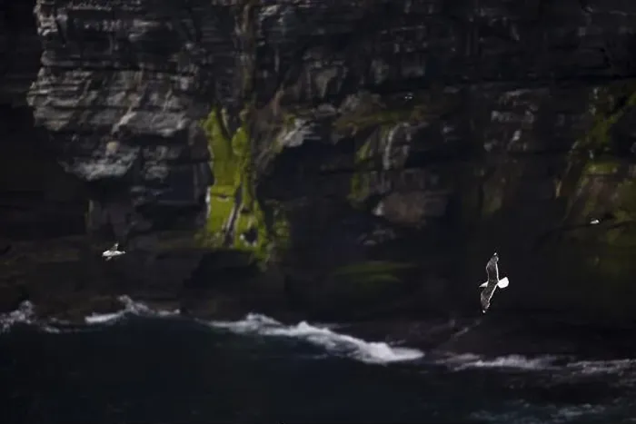 Framed Print : Great black-backed gull (Larus marinus) and fulmar (Fulmarus glacialis) flying off a moss-covered rocky coast Framed Print : Great black-backed gull (Larus marinus) and fulmar (Fulmarus glacialis) flying off a moss-covered rocky coast