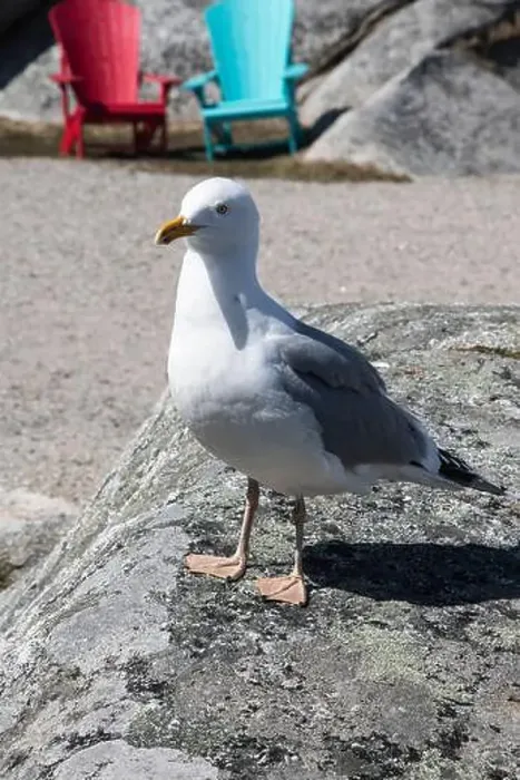 Framed Print : Great black-backed gull standing on a rock at Peggy's Cove, Nova Scotia, Canada Framed Print : Great black-backed gull standing on a rock at Peggy's Cove, Nova Scotia, Canada