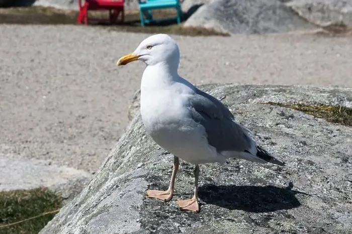 Framed Print : Great black-backed gull standing on a rock at Peggy's Cove, Nova Scotia, Canada Framed Print : Great black-backed gull standing on a rock at Peggy's Cove, Nova Scotia, Canada