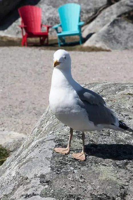 Framed Print : Great black-backed gull standing on a rock at Peggy's Cove, Nova Scotia, Canada Framed Print : Great black-backed gull standing on a rock at Peggy's Cove, Nova Scotia, Canada