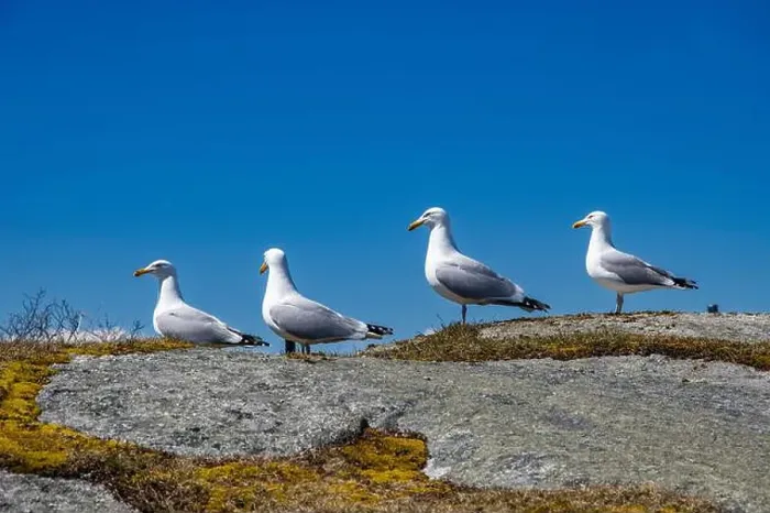 Framed Print : Great black-backed gulls standing on a rock at Peggy's Cove, Nova Scotia, Canada Framed Print : Great black-backed gulls standing on a rock at Peggy's Cove, Nova Scotia, Canada