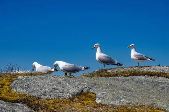 Framed Print : Great black-backed gulls standing on a rock at Peggy's Cove, Nova Scotia, Canada Framed Print : Great black-backed gulls standing on a rock at Peggy's Cove, Nova Scotia, Canada