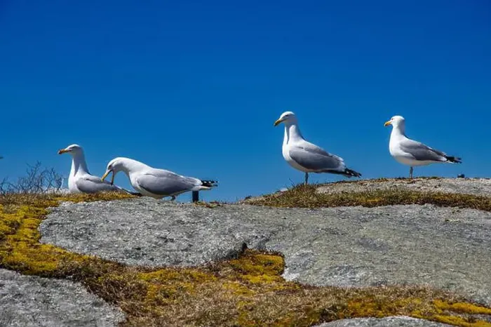 Framed Print : Great black-backed gulls standing on a rock at Peggy's Cove, Nova Scotia, Canada Framed Print : Great black-backed gulls standing on a rock at Peggy's Cove, Nova Scotia, Canada