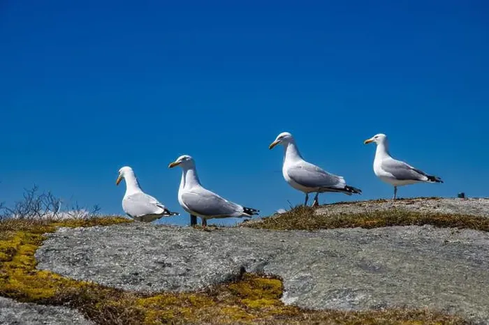 Framed Print : Great black-backed gulls standing on a rock at Peggy's Cove, Nova Scotia, Canada Framed Print : Great black-backed gulls standing on a rock at Peggy's Cove, Nova Scotia, Canada