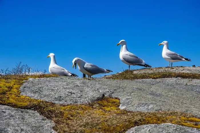 Framed Print : Great black-backed gulls standing on a rock at Peggy's Cove, Nova Scotia, Canada Framed Print : Great black-backed gulls standing on a rock at Peggy's Cove, Nova Scotia, Canada